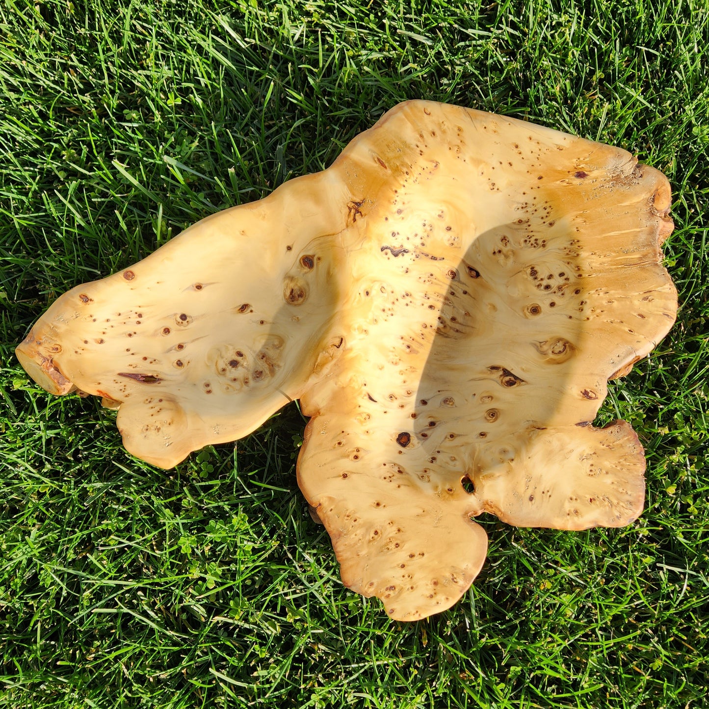 Burl Bowl Tasmanian Birdseye Huon (large)