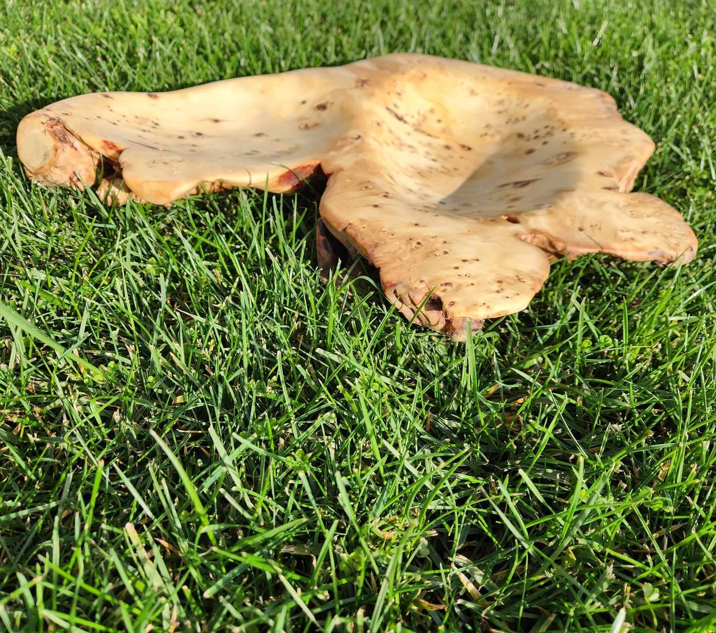 Burl Bowl Tasmanian Birdseye Huon (large)