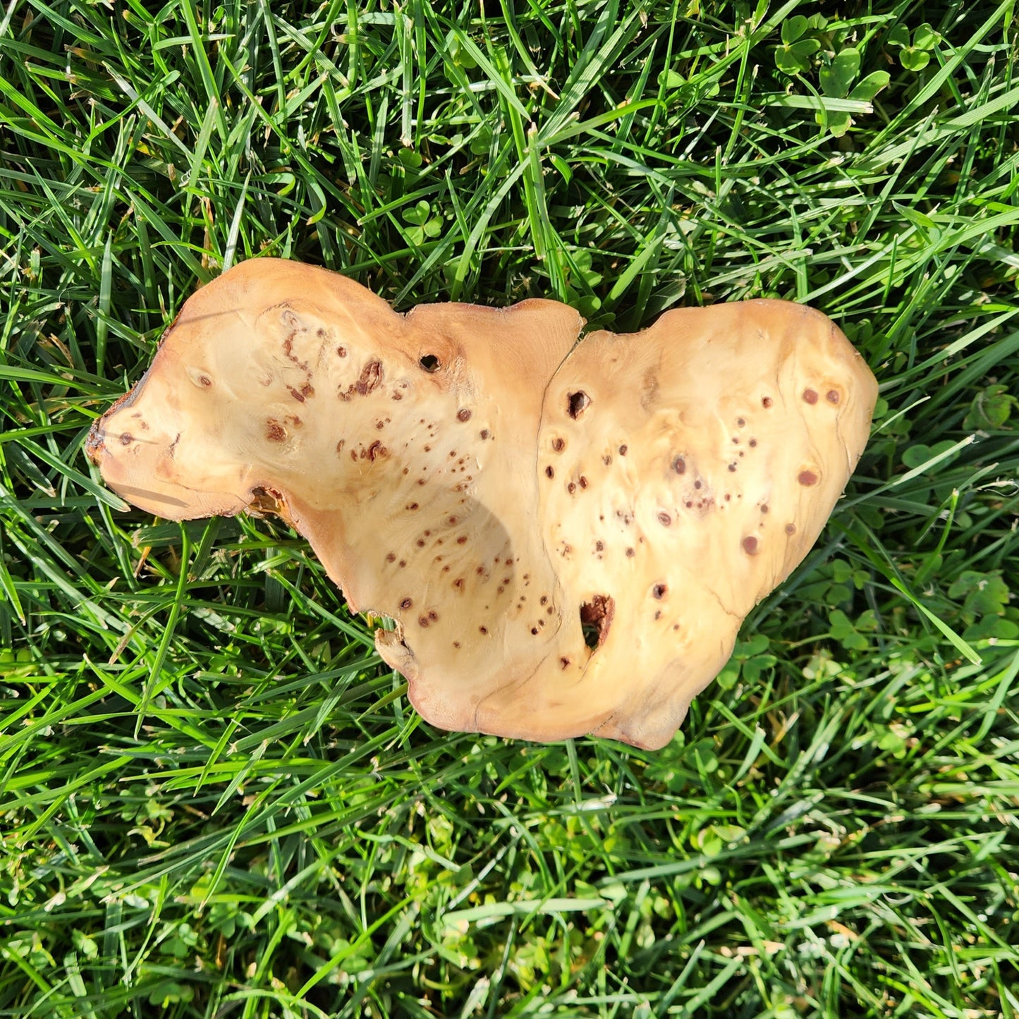 Burl Bowl Birdseye Huon (small)