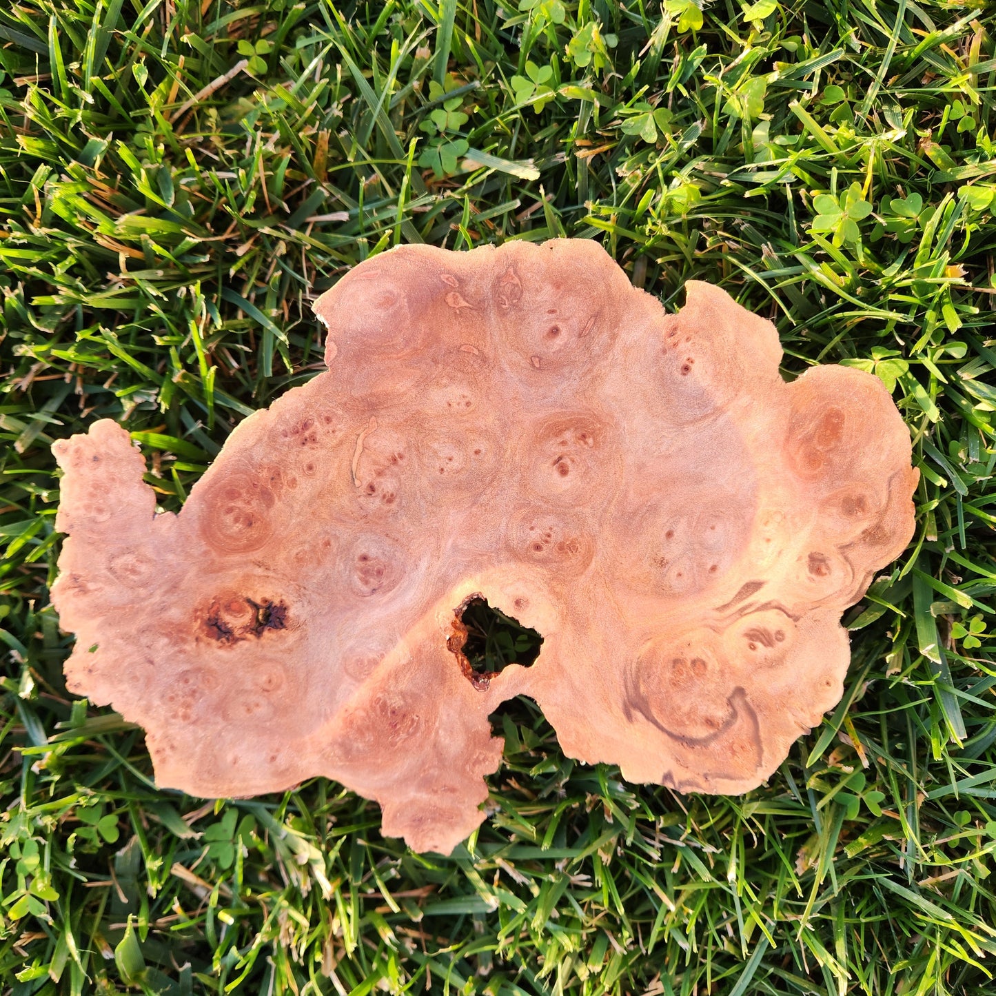 Burl Bowl Tasmanian Birds Eye Myrtle
