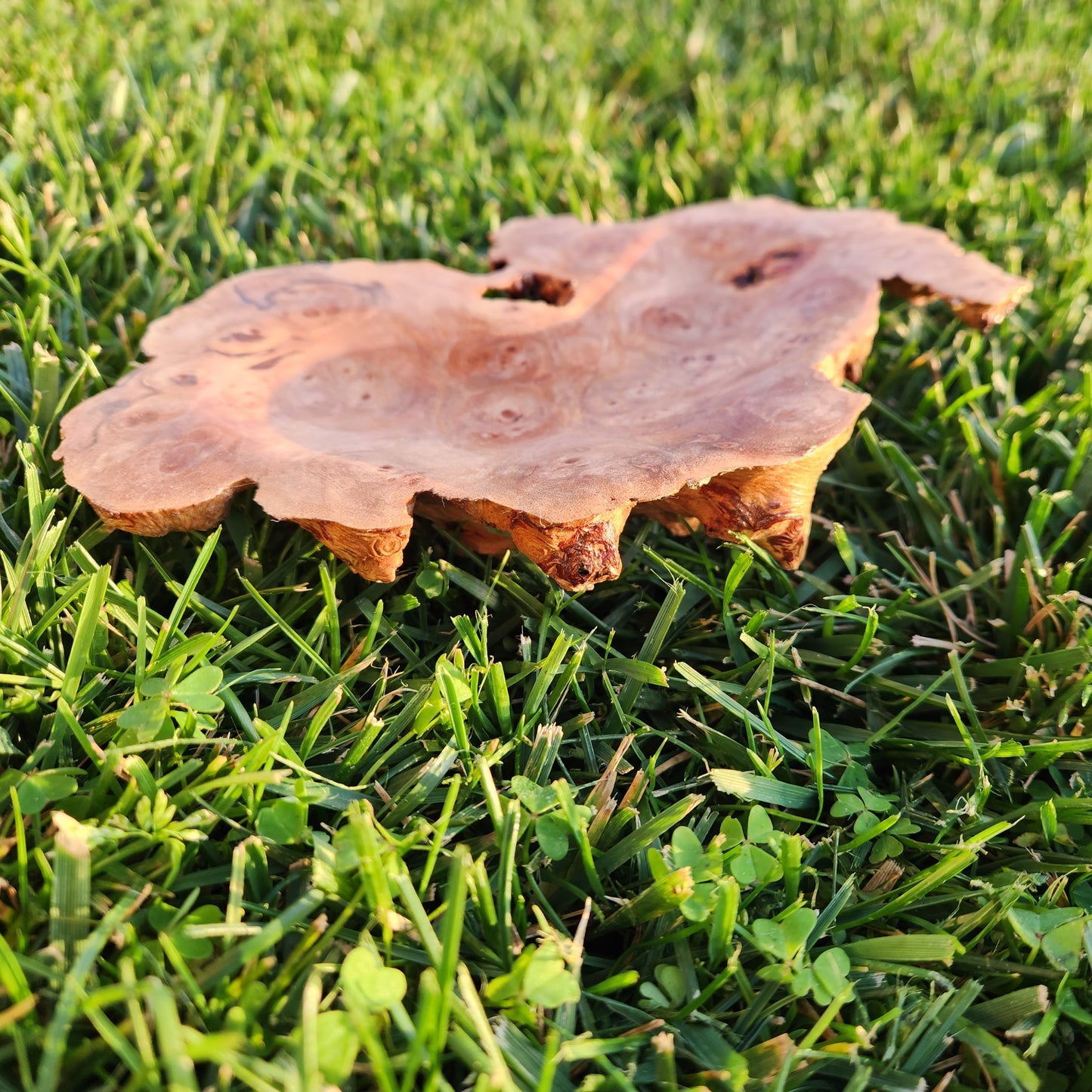 Burl Bowl Tasmanian Birds Eye Myrtle